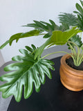 Artificial Philodendron in Wooden Pot