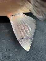 Chinook King Salmon Taxidermy Mount AS IS (READ DESCRIPTION CAREFULLY)