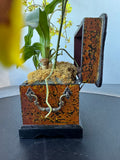 Faux Dancing Lady Orchids in Small Vintage Style Chest