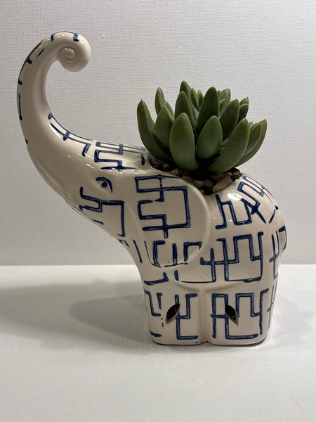 Elephant with Artificial Succulent