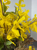 Yellow Forsythia Faux Floral Bundle