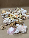 Seashell Lot