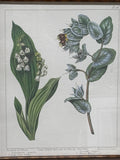 Bombay Company Botanical Print (D)
