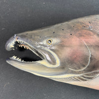 Chinook King Salmon Taxidermy Mount AS IS (READ DESCRIPTION CAREFULLY)