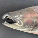 Chinook King Salmon Taxidermy Mount AS IS (READ DESCRIPTION CAREFULLY)