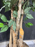 6.5FT Artificial Ficus Tree in Basket Planter