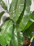 Artificial Umbrella Tree in Terracotta Pot