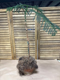 LIVE Norfolk Island Pine
