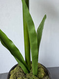 Faux Peppermint Stripes Amaryllis in Bronzed Ceramic Pot