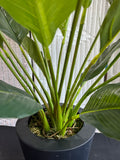 Artificial Spathiphyllum Plant in Metal Pot