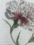 Painted Lady Carnation Botanical Print