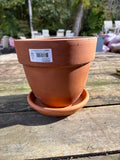 8” Terracotta Pot + Saucer