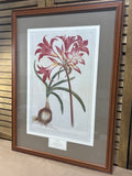 Amaryllis Print - Plate No. 24