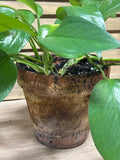 LIVE Pothos in Terra Cotta Pot (E)
