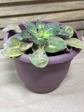 LIVE African Violet Plant