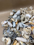 Seashell Lot (A)