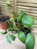 Lot of LIVE Pothos in Plastic Pots  (G)