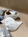 6 Piece Large Seashell Lot