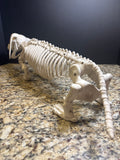 Plastic Dog Skeleton Halloween Decoration