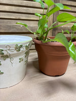(A) LIVE Pathos In Ivy Pot