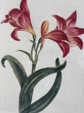 Amaryllis Print - Plate No. 23