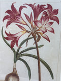 Amaryllis Print - Plate No. 24