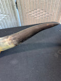 Mounted Longhorn Steer Horns