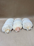 12 Piece Seashells