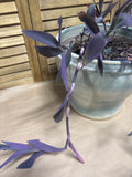 Ceramic Pale Blue Planter with LIVE Purple Heart Plant