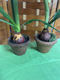 Pair of Faux Red Amaryllis Flowers in Brown Ceramic Pots (D)