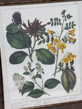 Bombay Company Botanical Print (A)