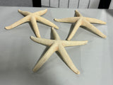 Set of 3 Decorative  10" Star Fish