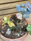 (B) LIVE Succulent Plant