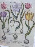 Botanical of Tulips