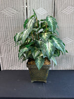 Faux Dumb Cane Plant in Metal Planter