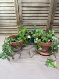 LIVE Swedish Ivy Plants (3)