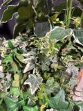 Artificial Ficus Tree with Greenery in Basket Planter