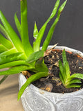 LIVE Gasteria Succulent