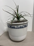 LIVE Dracaena Plant in Ceramic Pot