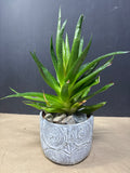 LIVE Gasteria Succulent