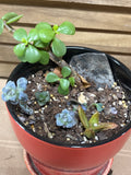 (A) LIVE Succulent Plant in Orange Pot