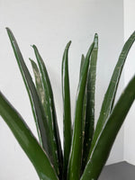 Faux Aloe Plant in Purple Ceramic Planter