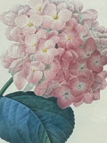 Pink Hydrangea Botanical Print (AS IS)