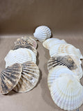 Seashell Lot