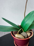 Faux Purple Orchids in Ceramic Pot