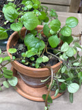 LIVE Swedish Ivy Plants (3)