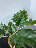 Artificial Philodendron in Wooden Pot