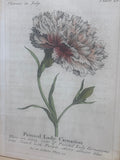 Painted Lady Carnation Botanical Print