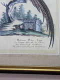 The Painted Pheasant