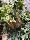 Lot Of Artificial Ivy